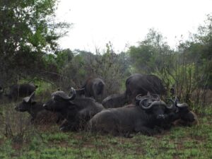 Kenia met kleine kinderen 