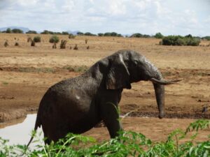 Kenia met kleine kinderen 