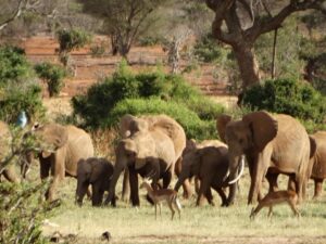 Kenia met kleine kinderen 